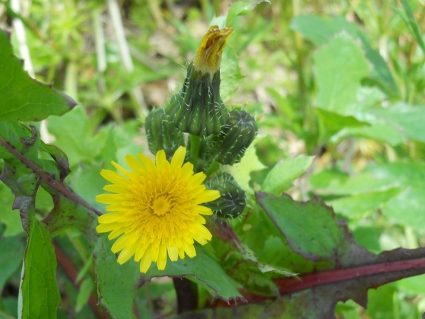 asterace 2 - Sonchus sp.